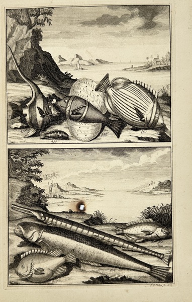 François Valentijn (1666–1727) – Tropical Fish from the Moluccas – Copperplate Engraving (1724)