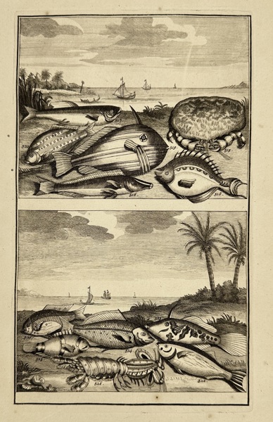 François Valentijn (1666–1727) – Exotic Marine Life of the Moluccas – Copperplate Engraving (1724)