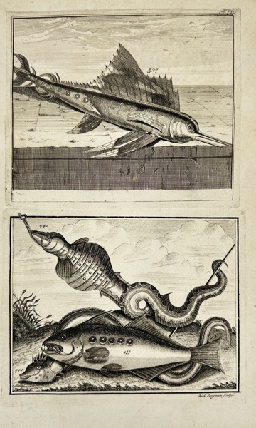 François Valentijn (1666–1727) – Swordfish and Fantastic Sea Creatures – Copperplate Engraving (1724)