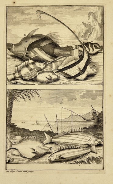 François Valentijn (1666–1727) – Exotic Marine Life with Fishing Nets – Copperplate Engraving (1724)