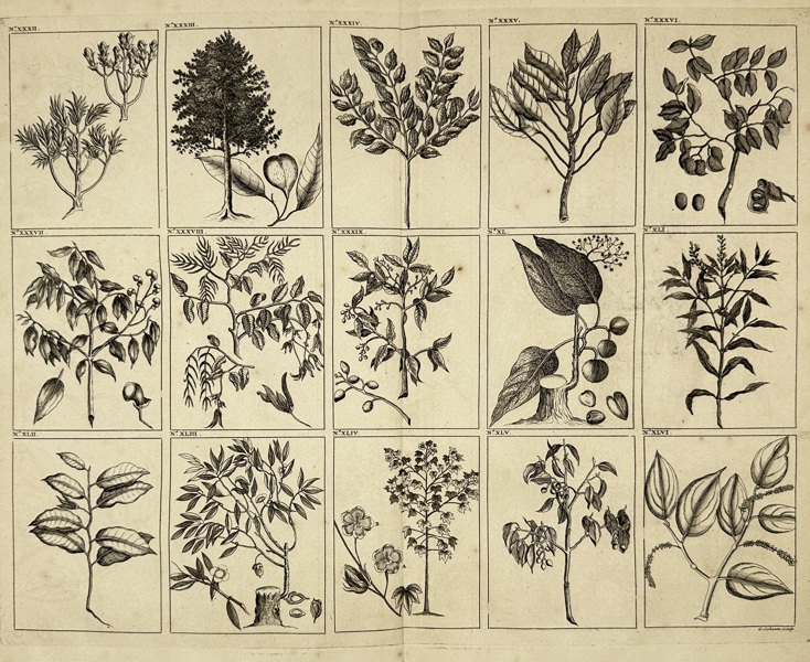 François Valentijn (1666–1727) – Plants and Trees of Southeast Asia, Plate No. XXXII – Copperplate Engraving (1726)