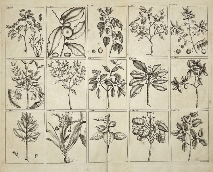 François Valentijn (1666–1727) – Tropical Plants and Botanical Studies of Southeast Asia, Plate Nos. XLIII–L – Copperplate Engraving (1726)