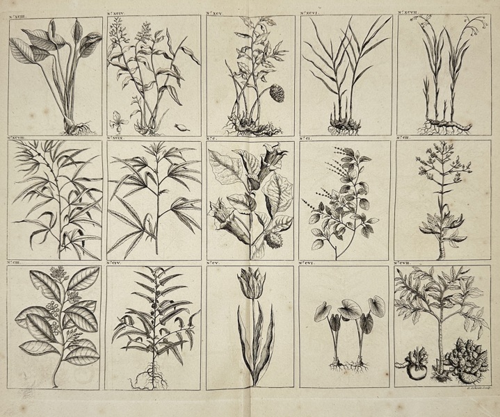François Valentijn (1666–1727) – Botanical Specimens of Southeast Asian Plants, Plate Nos. XCIII–CVIII – Copperplate Engraving (1726)