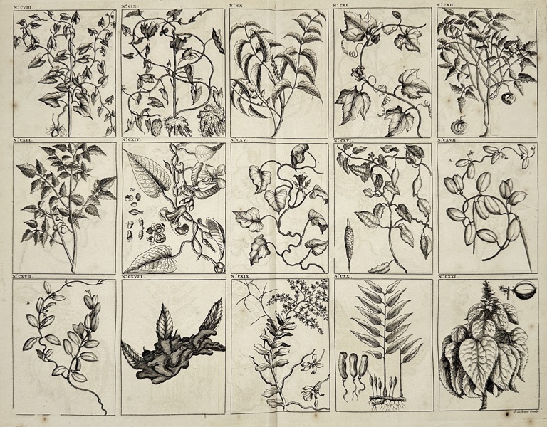 François Valentijn (1666–1727) – Botanical Specimens of Southeast Asian Plants, Plate Nos. CVIII–CXXI – Copperplate Engraving (1726)