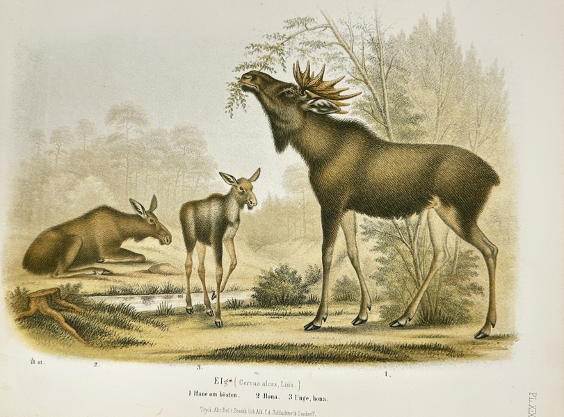 Wilhelm Meves & August Emil Holmgren – Elg (Cervus alces, Linn.) – Hand-Coloured Lithograph from Atlas de los mamíferos de Escandinavia (1873)