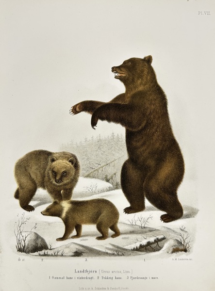 Wilhelm Meves & August Emil Holmgren – Landbjörn (Ursus arctos, Linn.) – Hand-Coloured Lithograph from Atlas de los mamíferos de Escandinavia (1873)