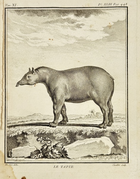 Jacques de Sève – Le Tapir – Copperplate Engraving from Buffon’s Histoire Naturelle (18th Century)
