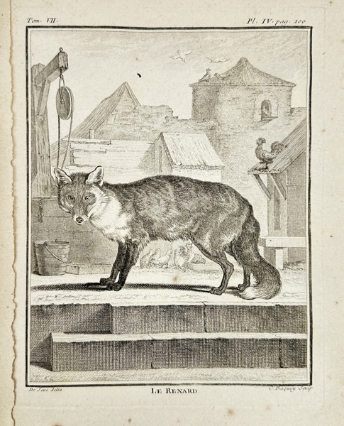 Jacques de Sève – Le Renard – Copperplate Engraving from Buffon’s Histoire Naturelle (18th Century)