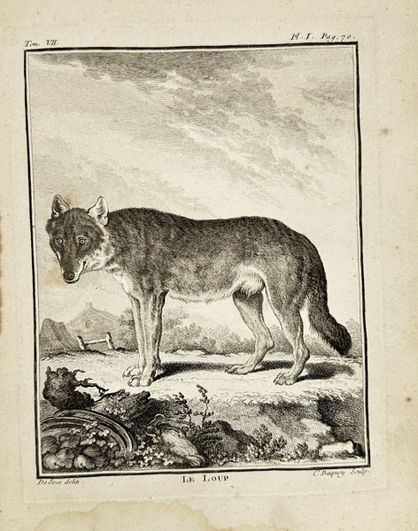 Jacques de Sève – Le Loup – Copperplate Engraving from Buffon’s Histoire Naturelle (18th Century)