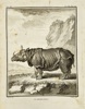Jacques de Sève – Le Rhinocéros – Copperplate Engraving from Buffon’s “Histoire Naturelle” (18th Century)