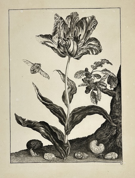Jacob L’Admiral (1700–1770) – Transformation of Insects with Tulip – Copperplate Engraving from Naauwkeurige waarneemingen…(c.1744)