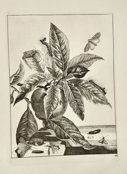 Jacob L’Admiral (1700–1770) – Metamorphosis of Insects on Peach Branch – Copperplate Engraving from Naauwkeurige waarneemingen… (c.1744)