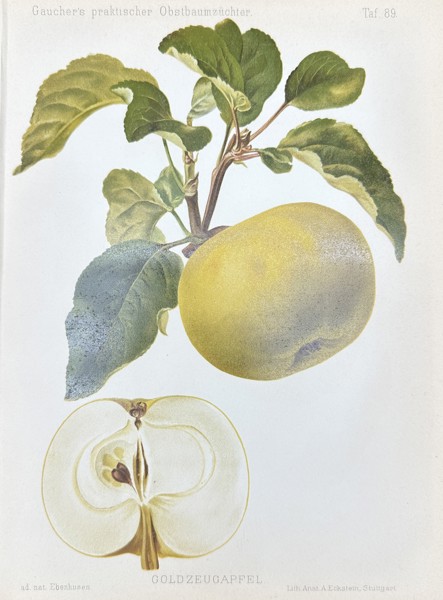 Nicolas Gaucher - Fruit Prints - "Gauchers Pomologie" - Yellow Apple