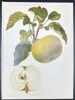 Nicolas Gaucher - Fruit Prints - "Gauchers Pomologie" - Yellow Apple