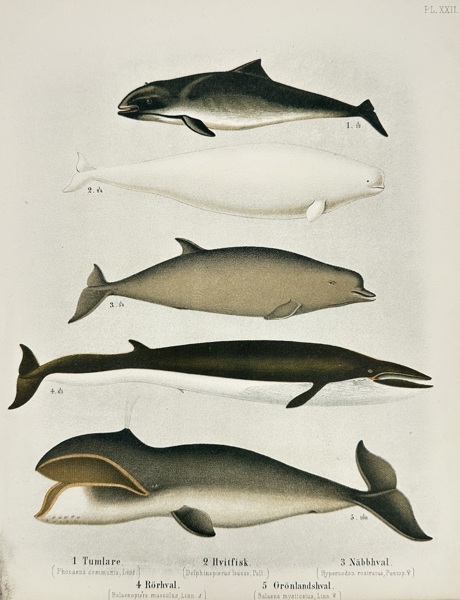Wilhelm Meves & A.E. Holmgren – Whales and Cetaceans of Scandinavia – Chromolithograph (1873)