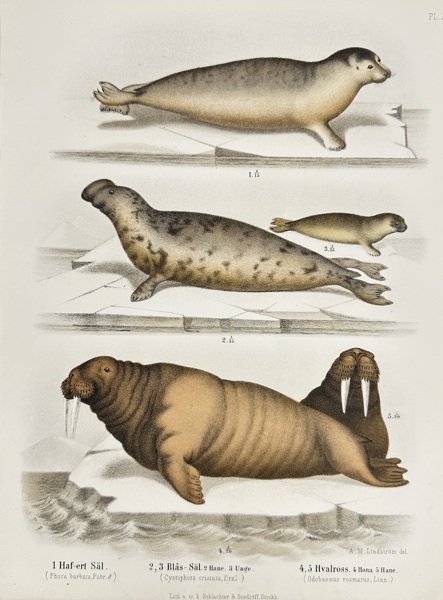 Wilhelm Meves & A.E. Holmgren – Seals and Walrus of Scandinavia – Chromolithograph (1873)