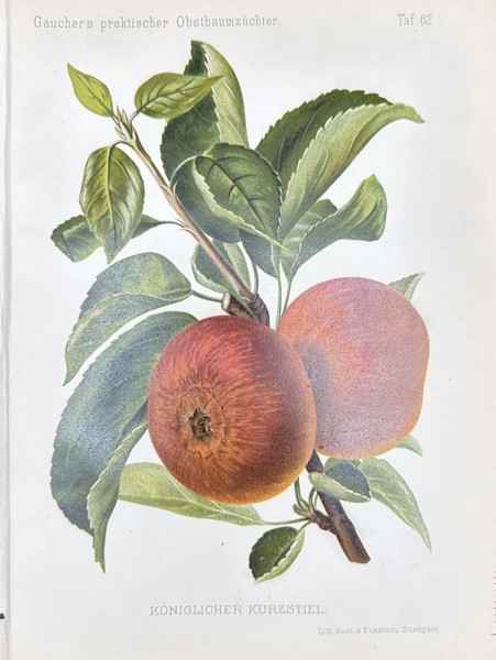 Nicolas Gaucher - Fruit Prints - "Gauchers Pomologie" - Red Apple