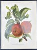 Nicolas Gaucher - Fruit Prints - "Gauchers Pomologie" - Red Apple