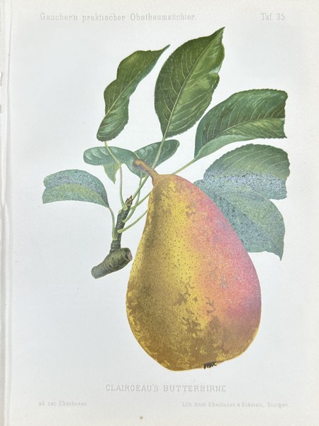 Nicolas Gaucher - Fruit Prints - "Gauchers Pomologie" - Yellow Pear