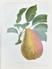 Nicolas Gaucher - Fruit Prints - "Gauchers Pomologie" - Yellow Pear
