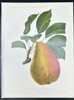 Nicolas Gaucher - Fruit Prints - "Gauchers Pomologie" - Yellow Pear