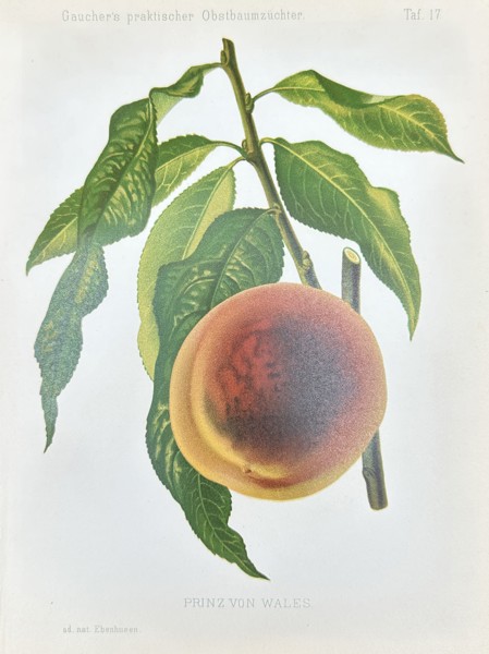 Nicolas Gaucher - Fruit Prints - "Gauchers Pomologie" - Peach