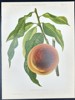 Nicolas Gaucher - Fruit Prints - "Gauchers Pomologie" - Peach