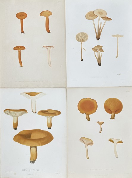 Elias Fries - Set of 4 Chromolithographs - Mushroom Prints - Lactifluus Volemus, Marasmius Oreades, Bradley