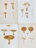 Elias Fries - Set of 4 Chromolithographs - Mushroom Prints - Lactifluus Volemus, Marasmius Oreades, Bradley