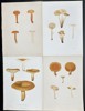 Elias Fries - Set of 4 Chromolithographs - Mushroom Prints - Lactifluus Volemus, Marasmius Oreades, Bradley