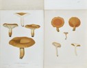 Elias Fries - Set of 4 Chromolithographs - Mushroom Prints - Lactifluus Volemus, Marasmius Oreades, Bradley