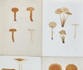 Elias Fries - Set of 4 Chromolithographs - Mushroom Prints - Lactifluus Volemus, Marasmius Oreades, Bradley