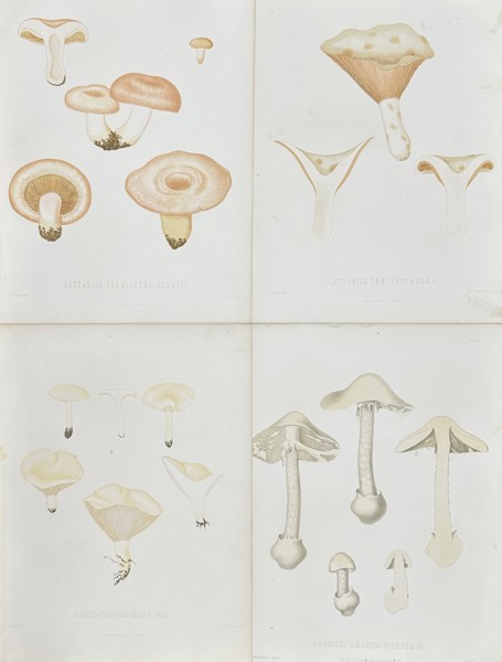 Elias Fries - Set of 4 Chromolithographs - Mushroom Prints - Amanita Virosa Fries, Destroying Angel, Lactifluus Piperatus