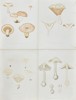 Elias Fries - Set of 4 Chromolithographs - Mushroom Prints - Amanita Virosa Fries, Destroying Angel, Lactifluus Piperatus