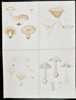 Elias Fries - Set of 4 Chromolithographs - Mushroom Prints - Amanita Virosa Fries, Destroying Angel, Lactifluus Piperatus