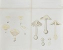 Elias Fries - Set of 4 Chromolithographs - Mushroom Prints - Amanita Virosa Fries, Destroying Angel, Lactifluus Piperatus