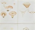 Elias Fries - Set of 4 Chromolithographs - Mushroom Prints - Amanita Virosa Fries, Destroying Angel, Lactifluus Piperatus