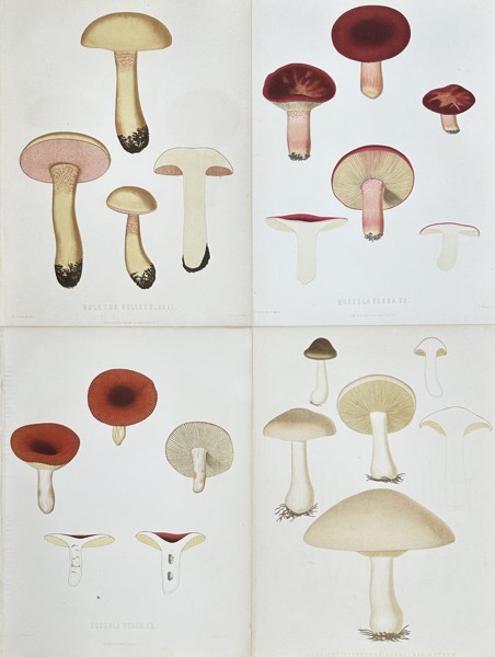 Elias Fries - Set of 4 Chromolithographs - Mushroom Prints - Bitter Boletus, Russula Emetica, Agaricus Nebularis, Clouded Agaric