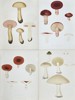 Elias Fries - Set of 4 Chromolithographs - Mushroom Prints - Bitter Boletus, Russula Emetica, Agaricus Nebularis, Clouded Agaric