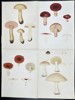 Elias Fries - Set of 4 Chromolithographs - Mushroom Prints - Bitter Boletus, Russula Emetica, Agaricus Nebularis, Clouded Agaric
