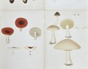 Elias Fries - Set of 4 Chromolithographs - Mushroom Prints - Bitter Boletus, Russula Emetica, Agaricus Nebularis, Clouded Agaric
