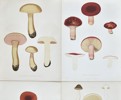 Elias Fries - Set of 4 Chromolithographs - Mushroom Prints - Bitter Boletus, Russula Emetica, Agaricus Nebularis, Clouded Agaric