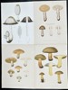 Elias Fries - Set of 4 Chromolithographs - Mushroom Prints - Shaggy Mane, Fly Agaric, Penny Bun