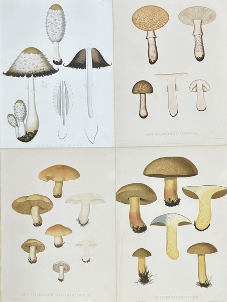 Elias Fries - Set of 4 Chromolithographs - Mushroom Prints - Shaggy Mane, Fly Agaric, Penny Bun