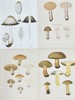 Elias Fries - Set of 4 Chromolithographs - Mushroom Prints - Shaggy Mane, Fly Agaric, Penny Bun