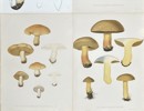 Elias Fries - Set of 4 Chromolithographs - Mushroom Prints - Shaggy Mane, Fly Agaric, Penny Bun