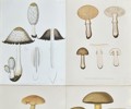 Elias Fries - Set of 4 Chromolithographs - Mushroom Prints - Shaggy Mane, Fly Agaric, Penny Bun