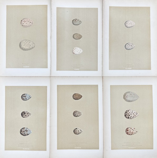 Francis Orpen Morris - Set of 6 Bird Egg Pints - Temminck's Stint, Little Crake, Broad-billed Sandpiper