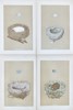 Francis Orpen Morris - Set of 4 Bird Egg Pints - Bearded Titmose, Yellow-Hammer, Meadow Pipit, Willow Warbler