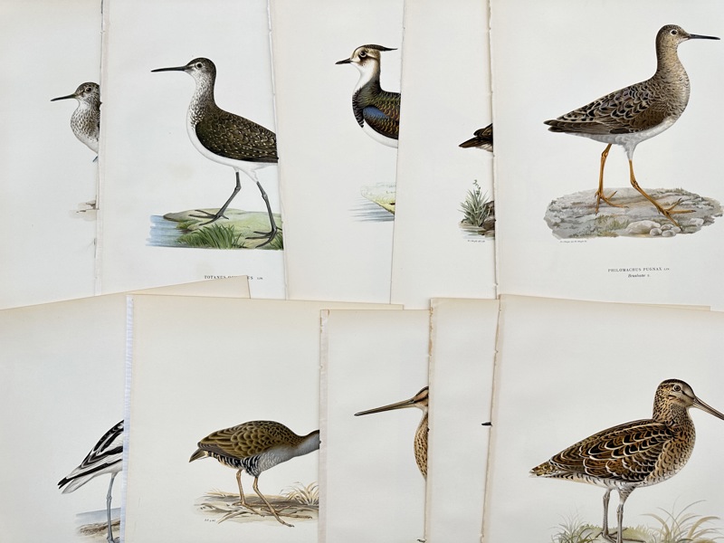 Von Wright Brothers - Lot of 10 Lithographs - Bird Prints - Wood Sandpiper, Northern Lapwing, Pied Avocet, Water Rail